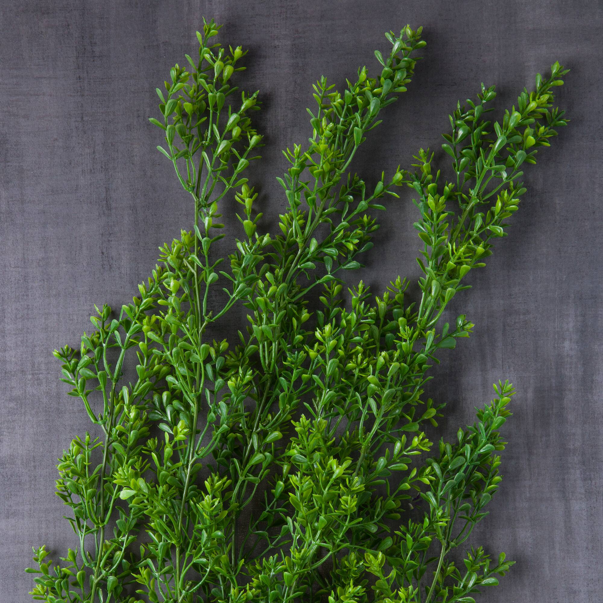 Green Boxwood Bush by Ashland®